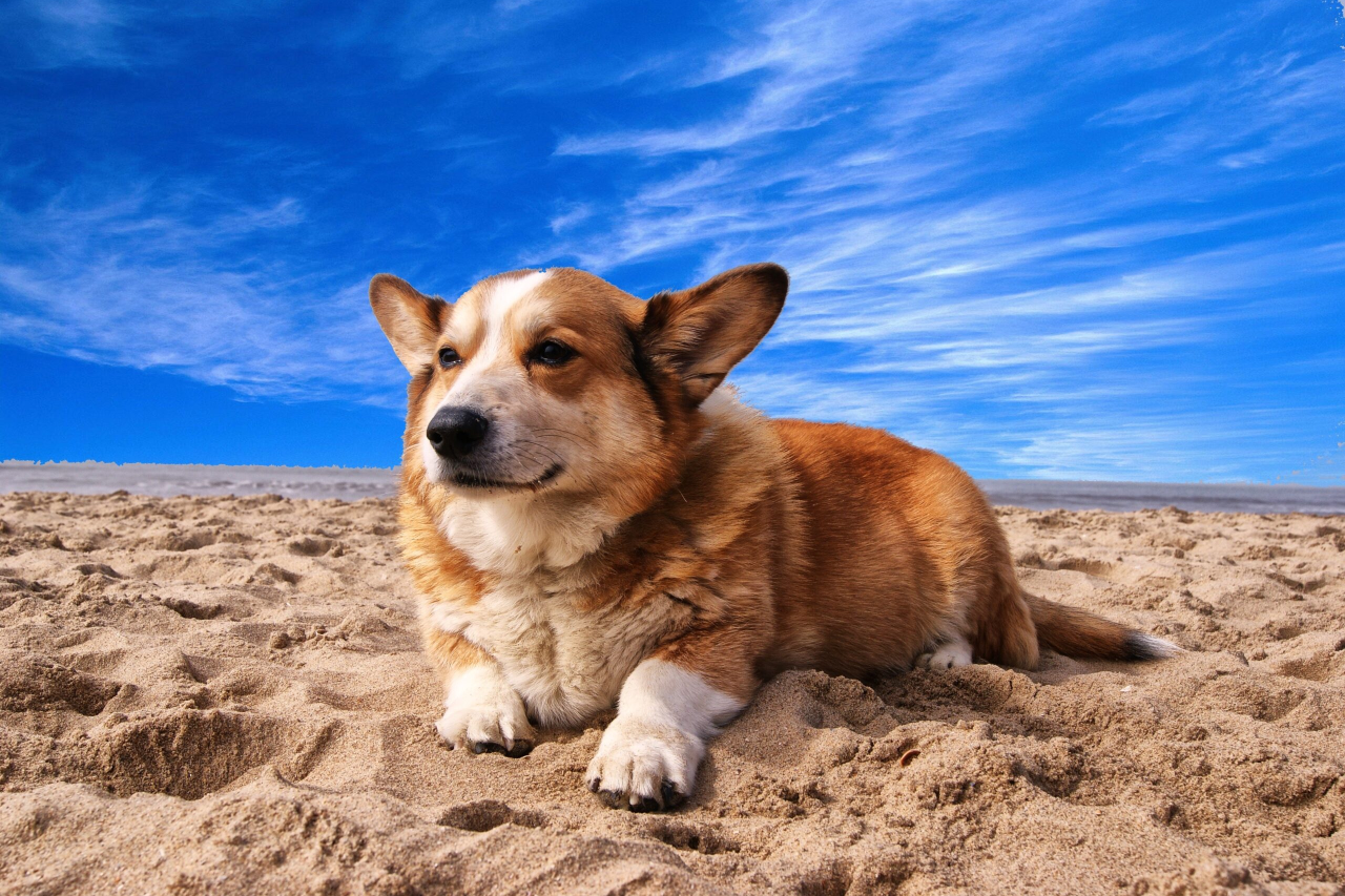 The Best Dog-Friendly Beaches You and Your Pooch Will Enjoy