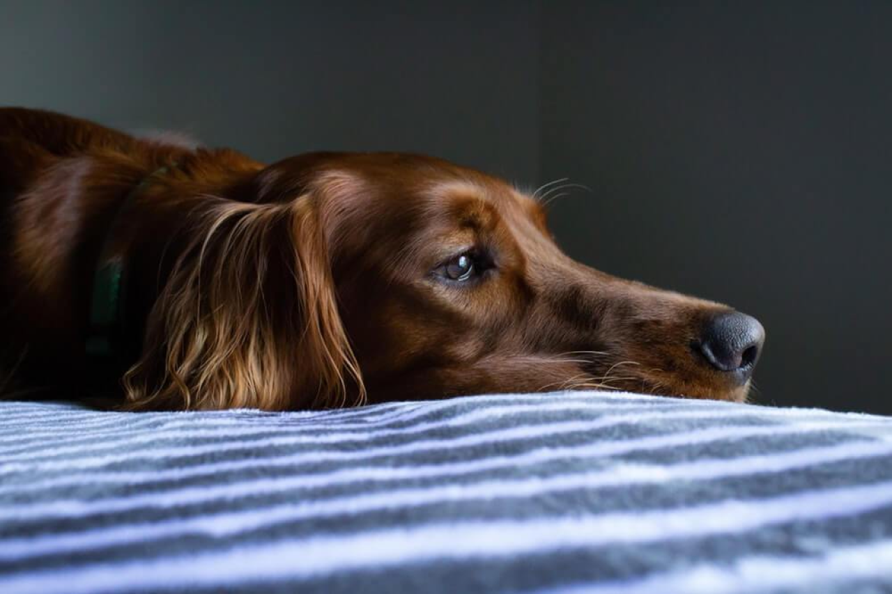 What Can I Give My Dog for Pain Relief?