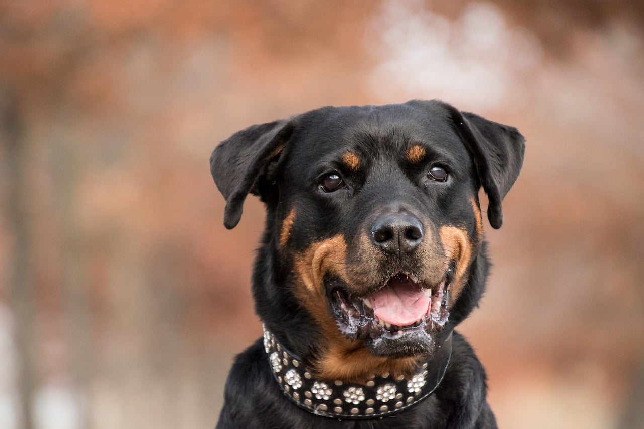 Pitweiler (Rotweiller + Pit Bull Mix) Dog Breed Guide