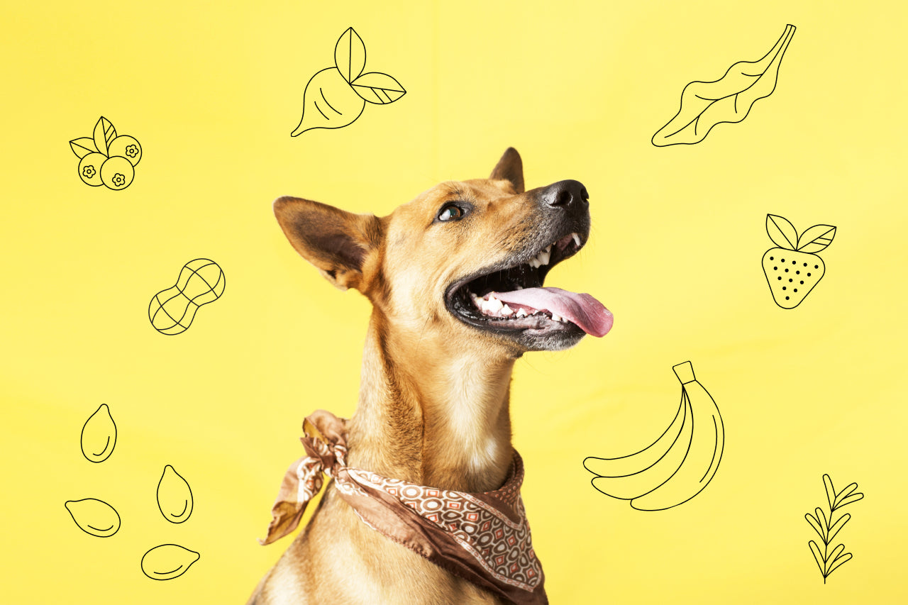 New Study: First Major Long-Term Study Evaluating Vegan Dog Food