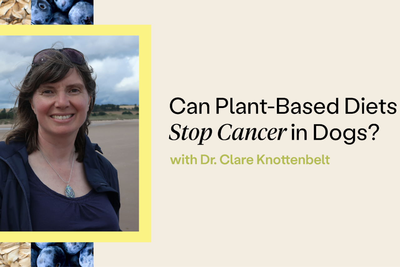 Can Plant-Based Diets Stop Cancer In Dogs? [Video]