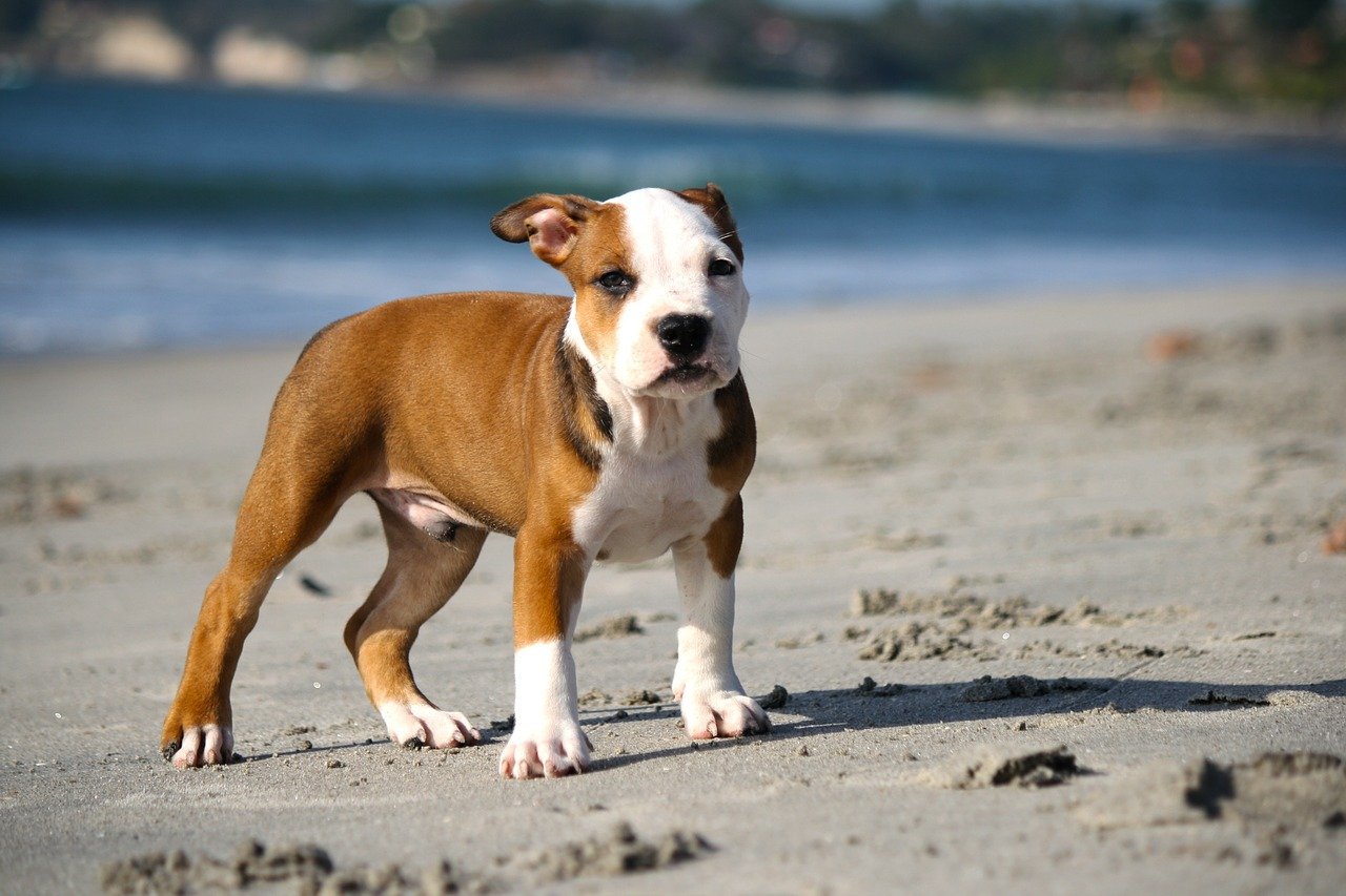 pocket pitbull breed guide