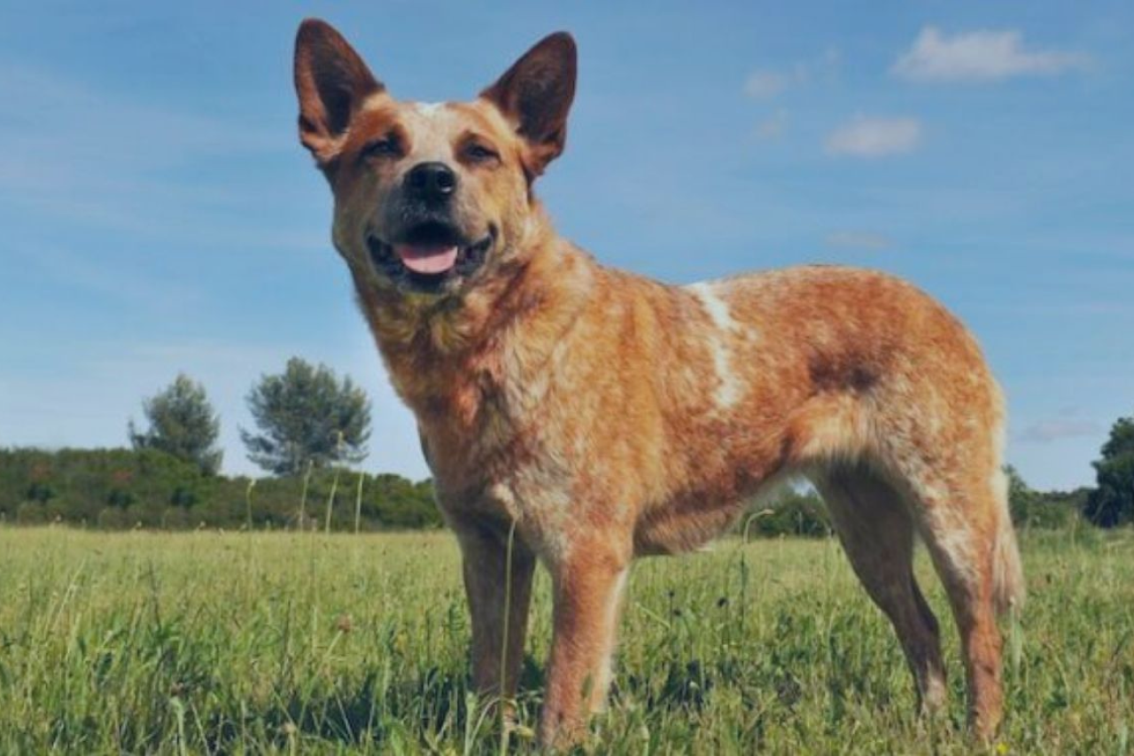Red Heeler: Everything You Need to Know About the Red Australian Cattle Dog
