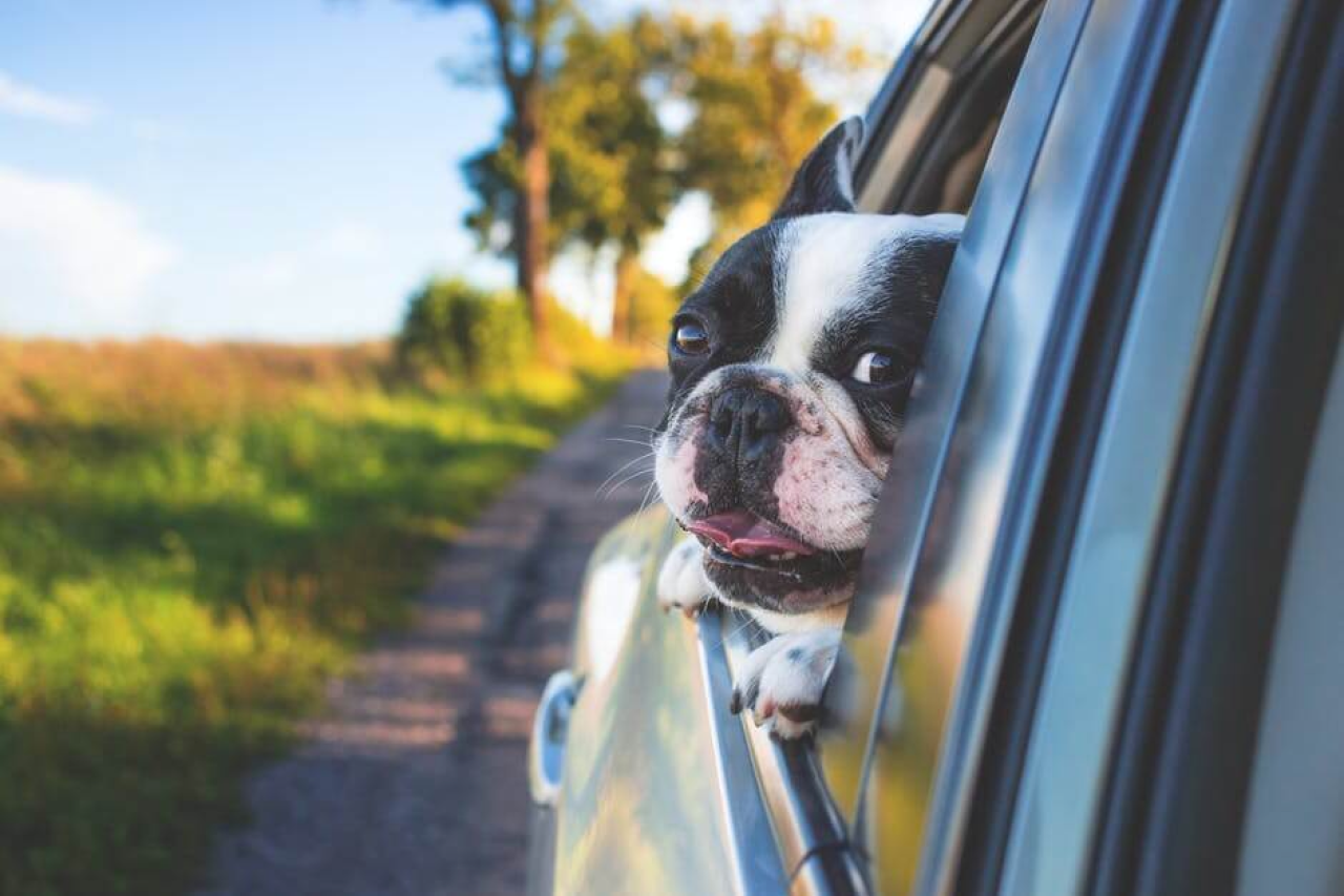 Road Trip Tips for Safe and Stress-Free Travels With Your Dog