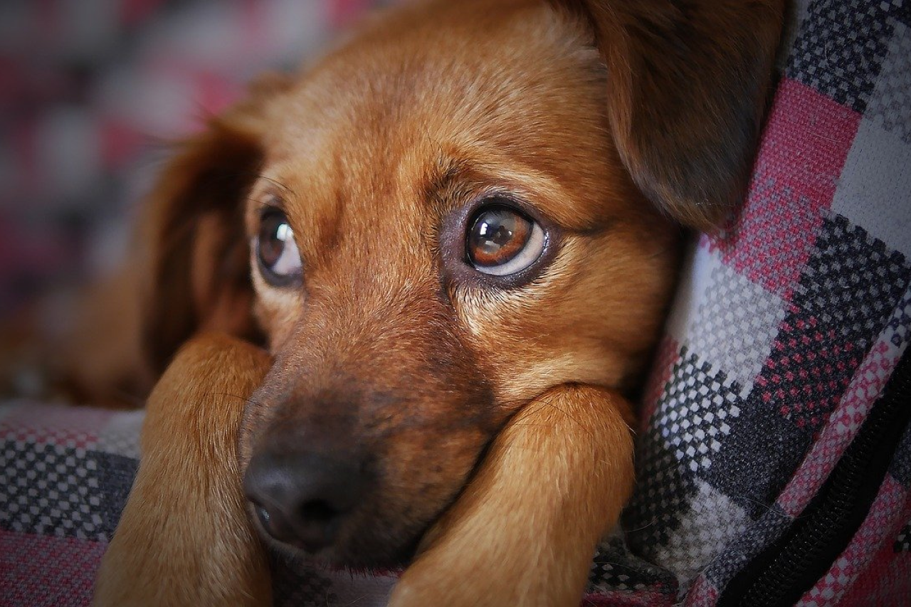 How To Cheer Up Your Sad Dog