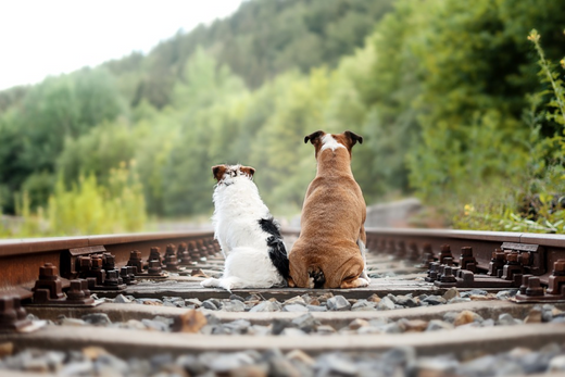 Crusty Scabs on a Dog’s Back: Causes, Treatment, & Prevention