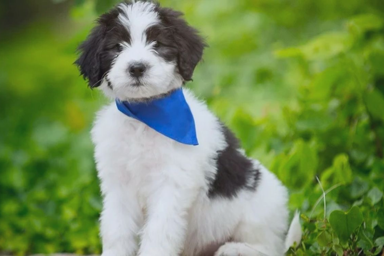 Sheepadoodle Breed Guide: Everything You Need to Know