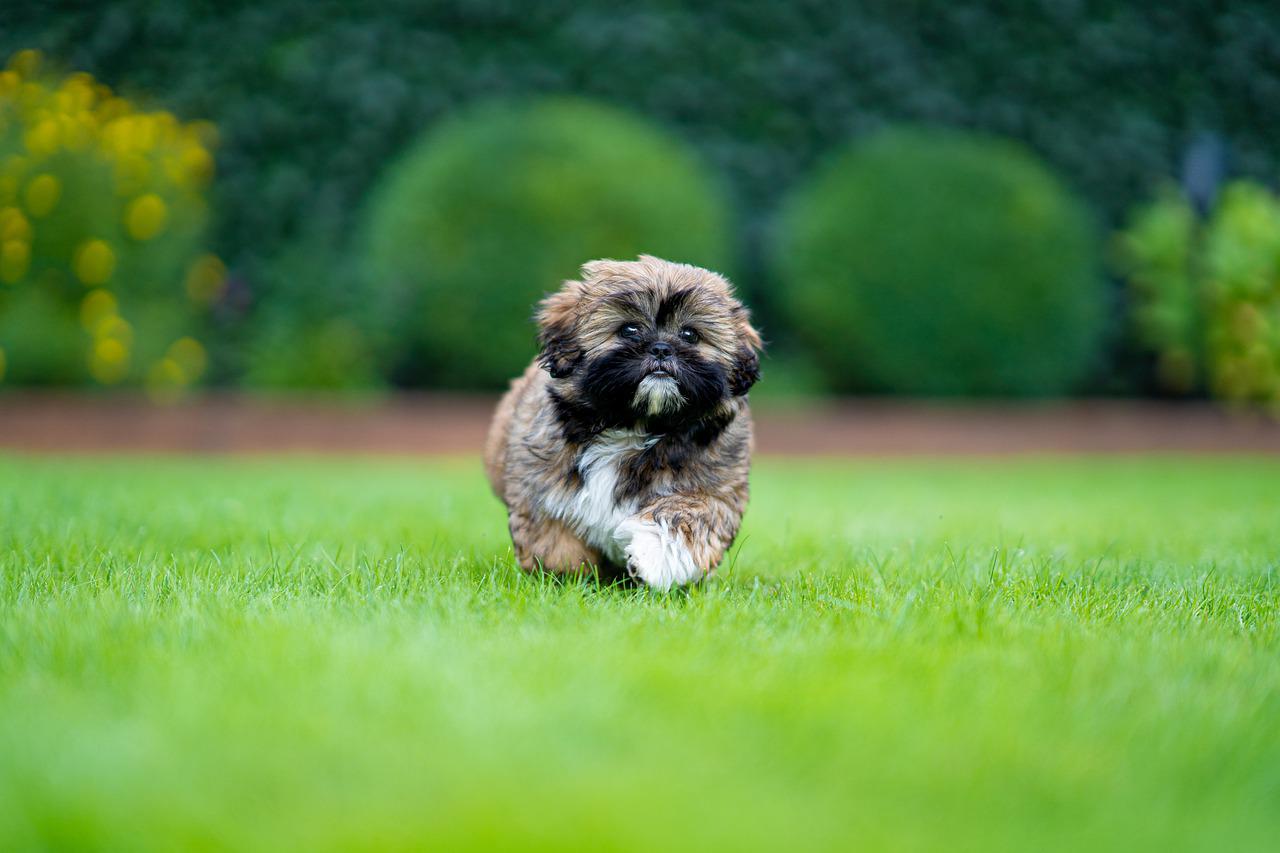 do shih tzus shed?