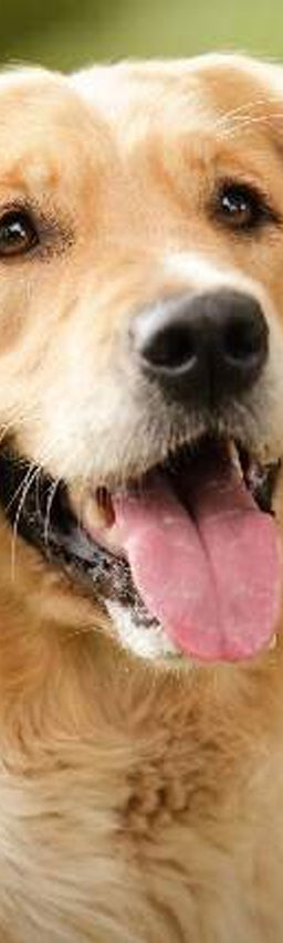 Yellow dog panting.