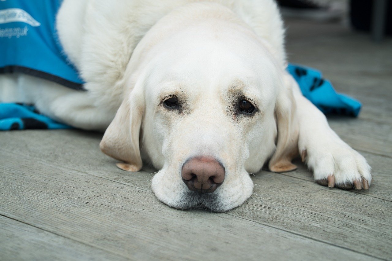 What Are These Sudden Lumps On My Dog?