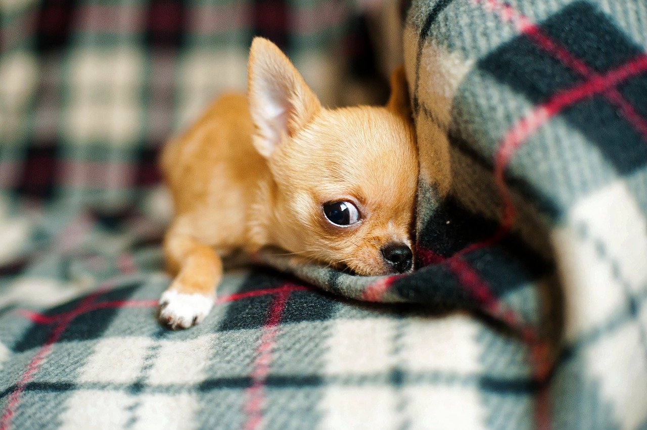 Teacup Chihuahua Breed Guide: Everything You Need To Know