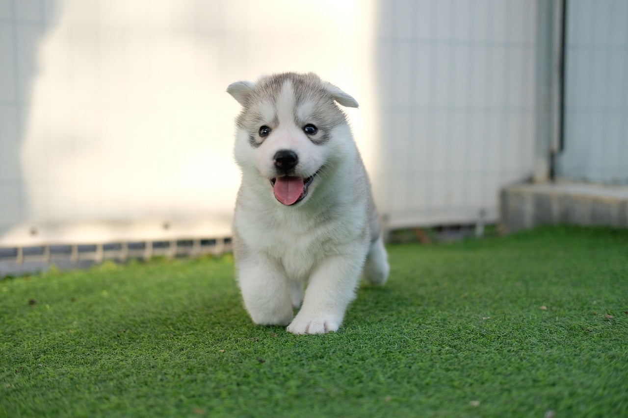 teacup husky puppy