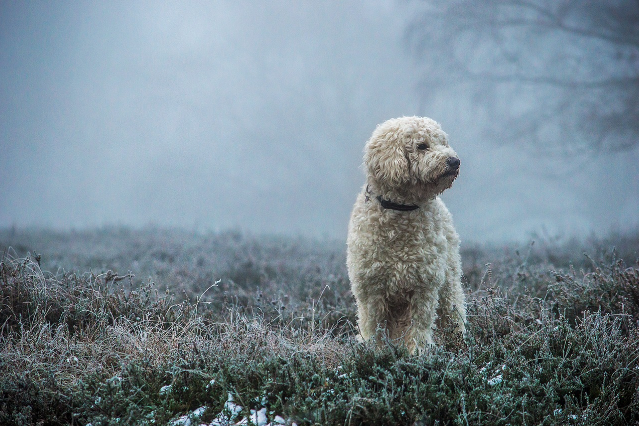 Teacup Goldendoodle Breed Guide: Everything You Need to Know