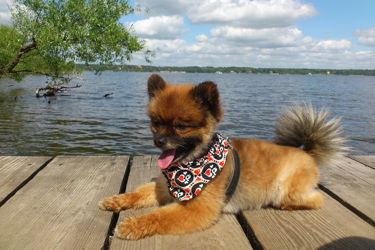 Teacup Pomeranian Breed Guide: Everything You Need to Know