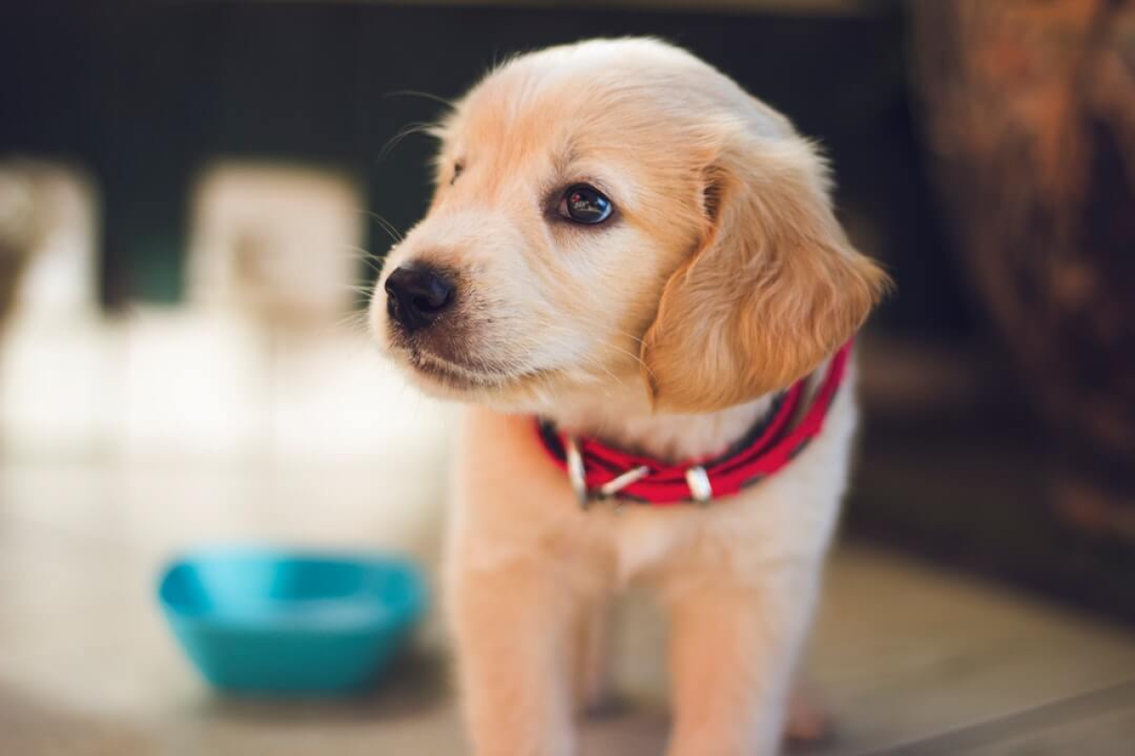 The Comprehensive Guide to Dog Potty Training