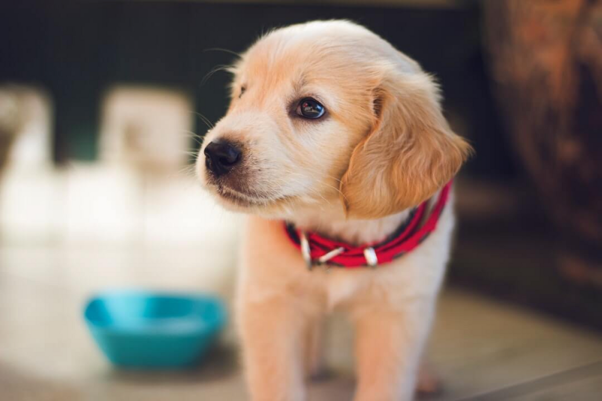 The Comprehensive Guide to Dog Potty Training