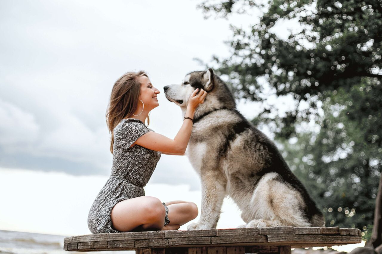 How to Train a Therapy Dog: Requirements You Need to Know