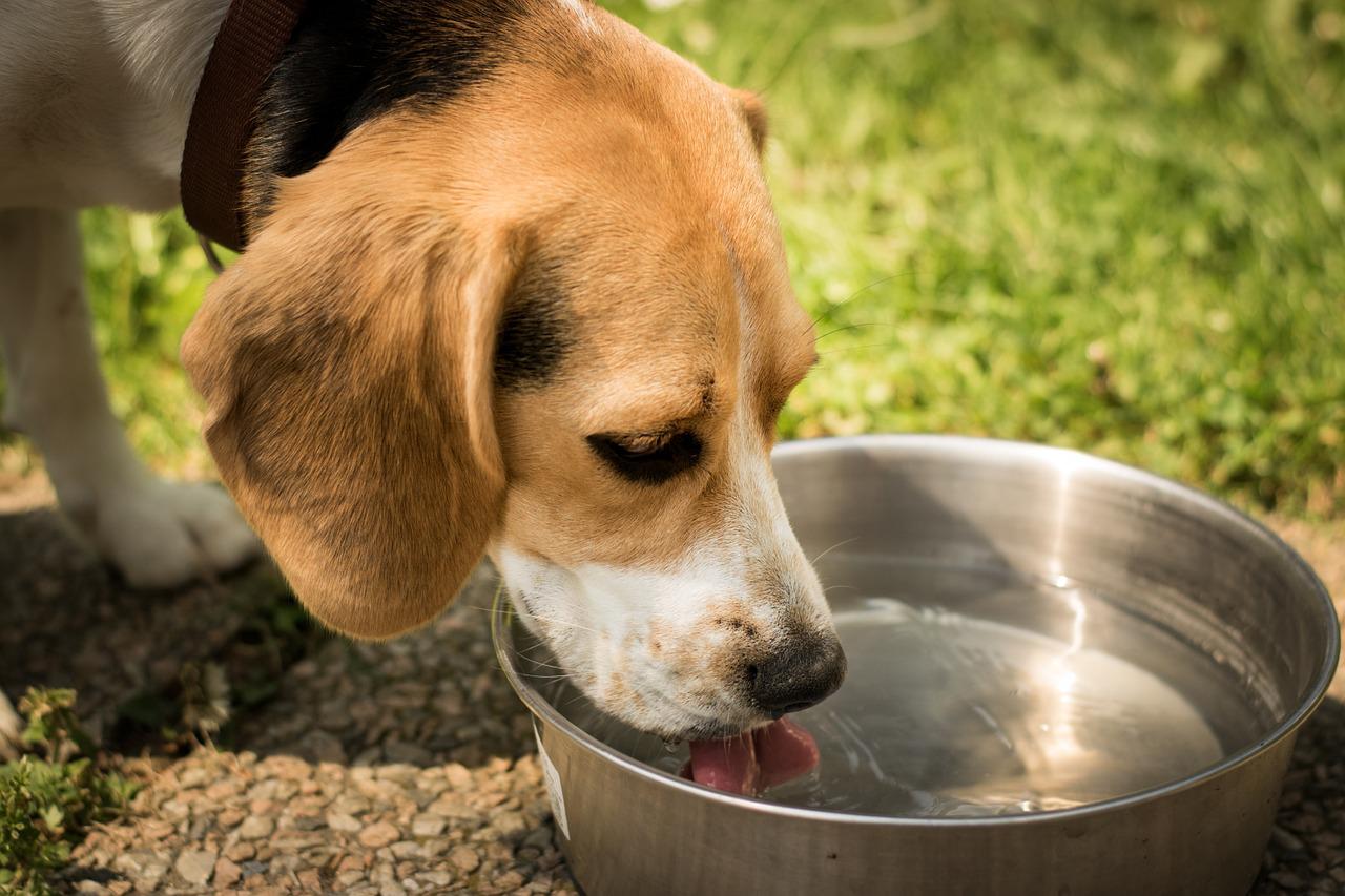 what can dogs drink beside water