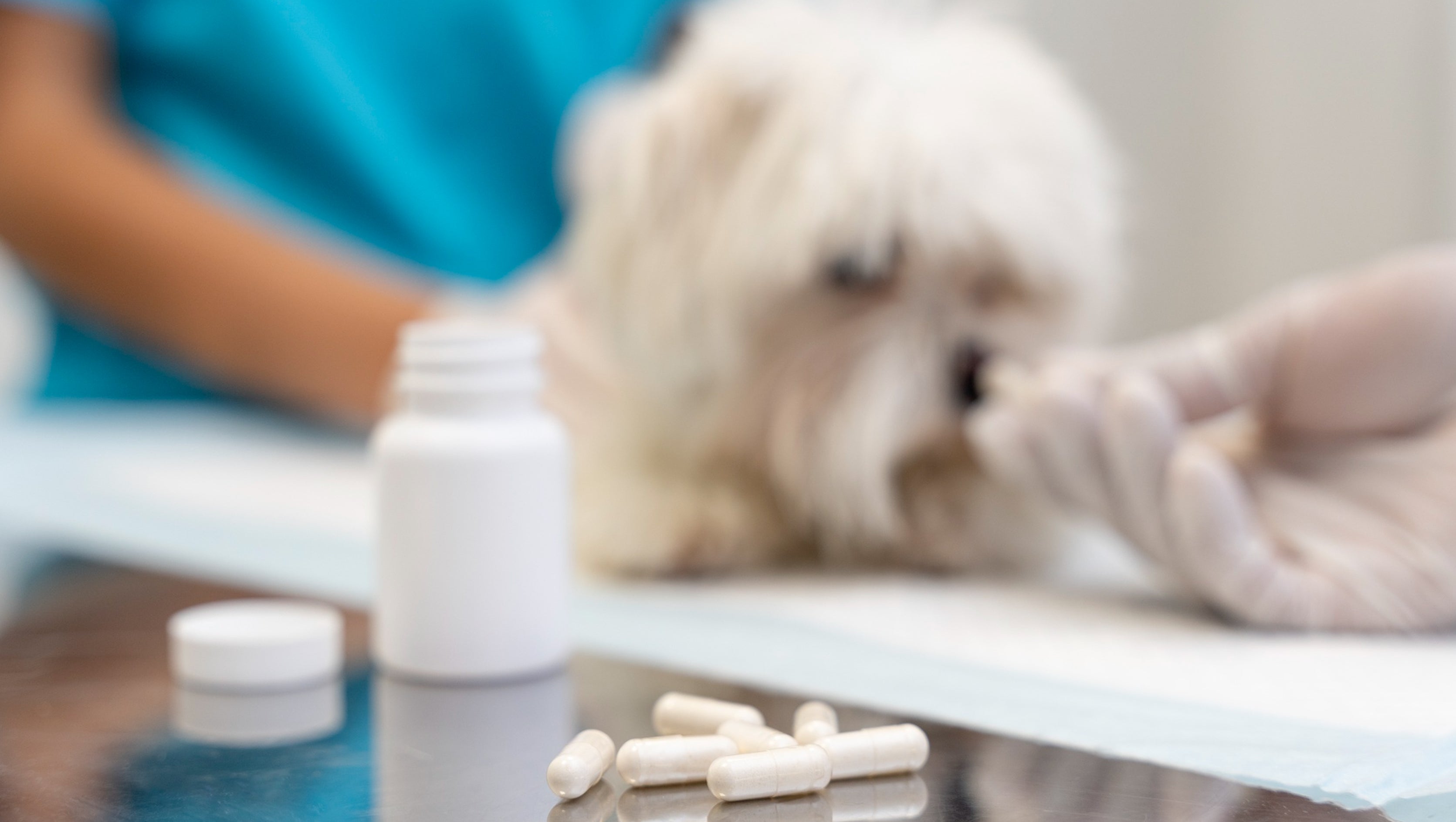 What is the Best Hip and Joint Supplement for Dogs?