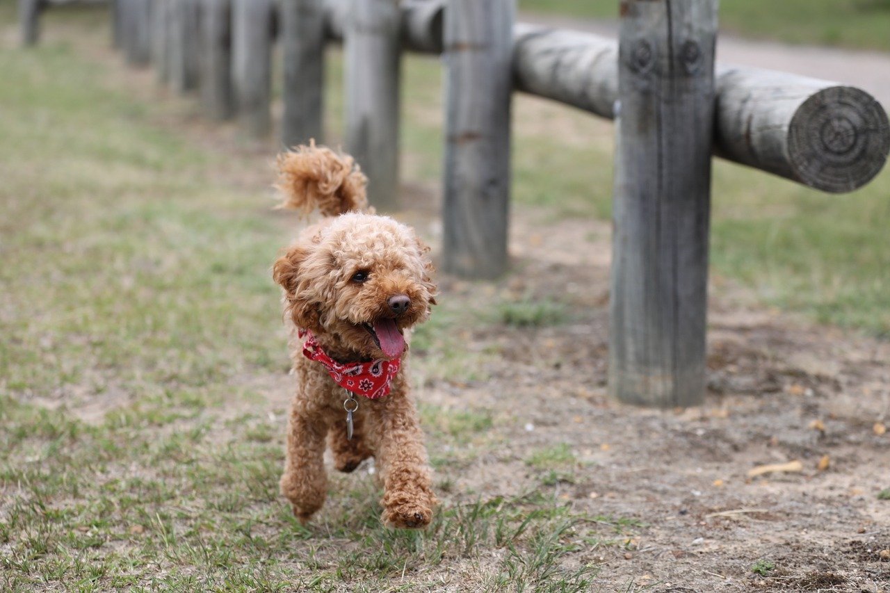 whoodle puppy