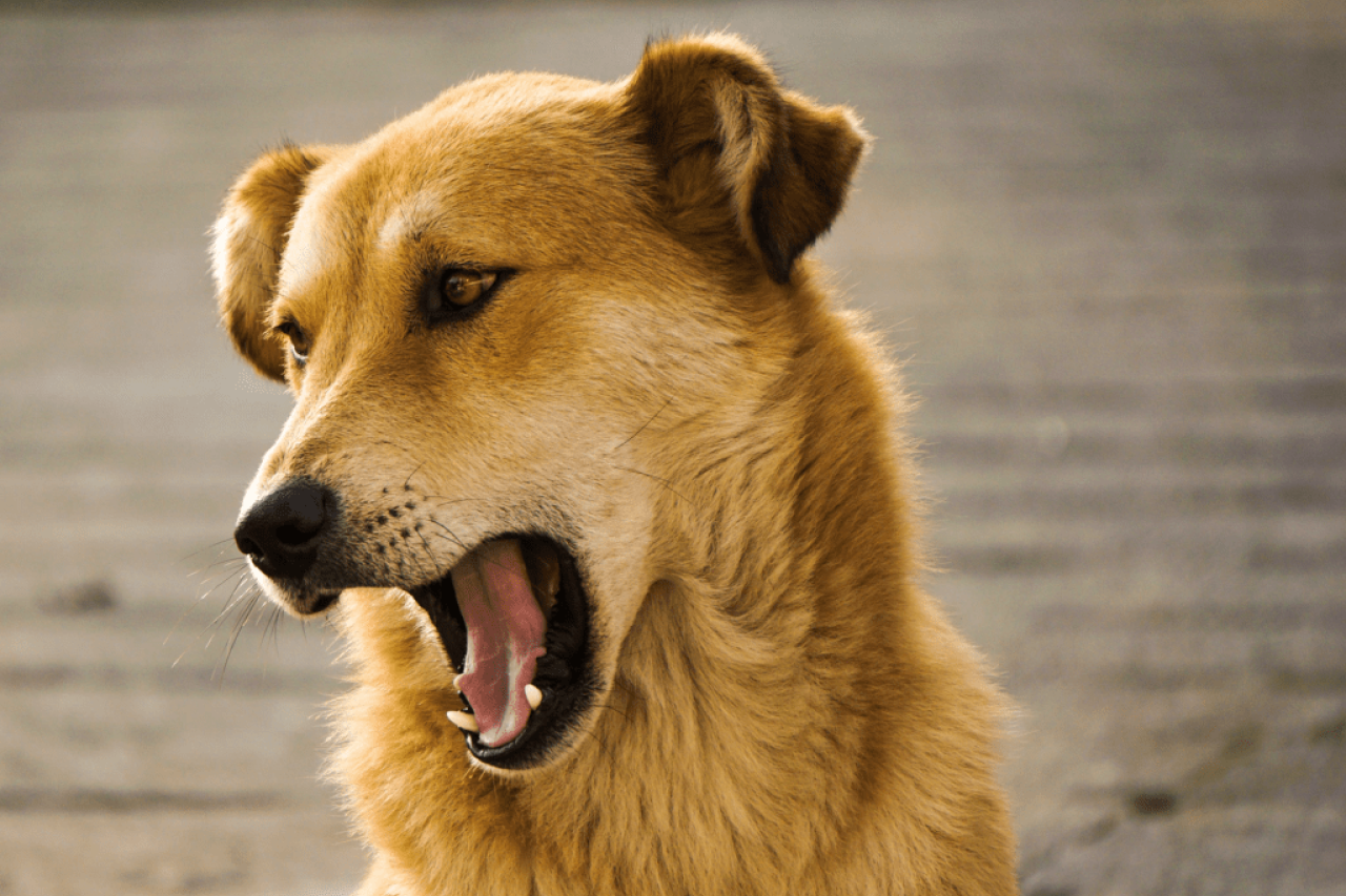 Why Do Dogs Sneeze? Common Reason's For Sneezing