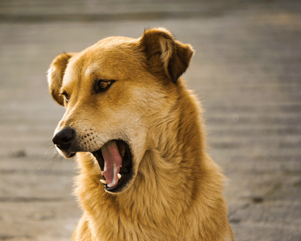 why do dogs sneeze?