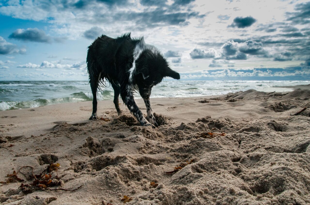 Why Do Dogs Bury Toys?