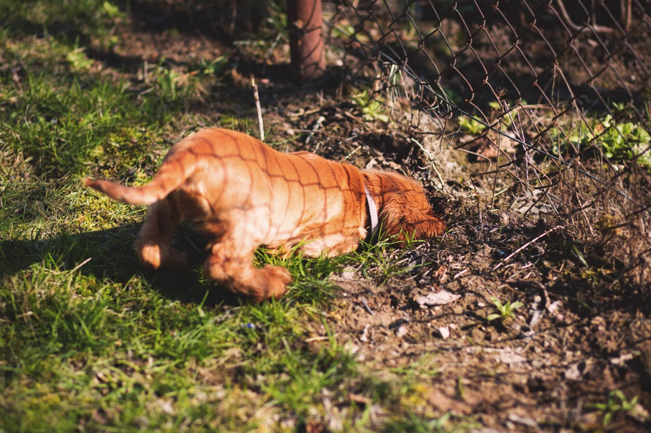 How to Stop a Dog from Digging Holes