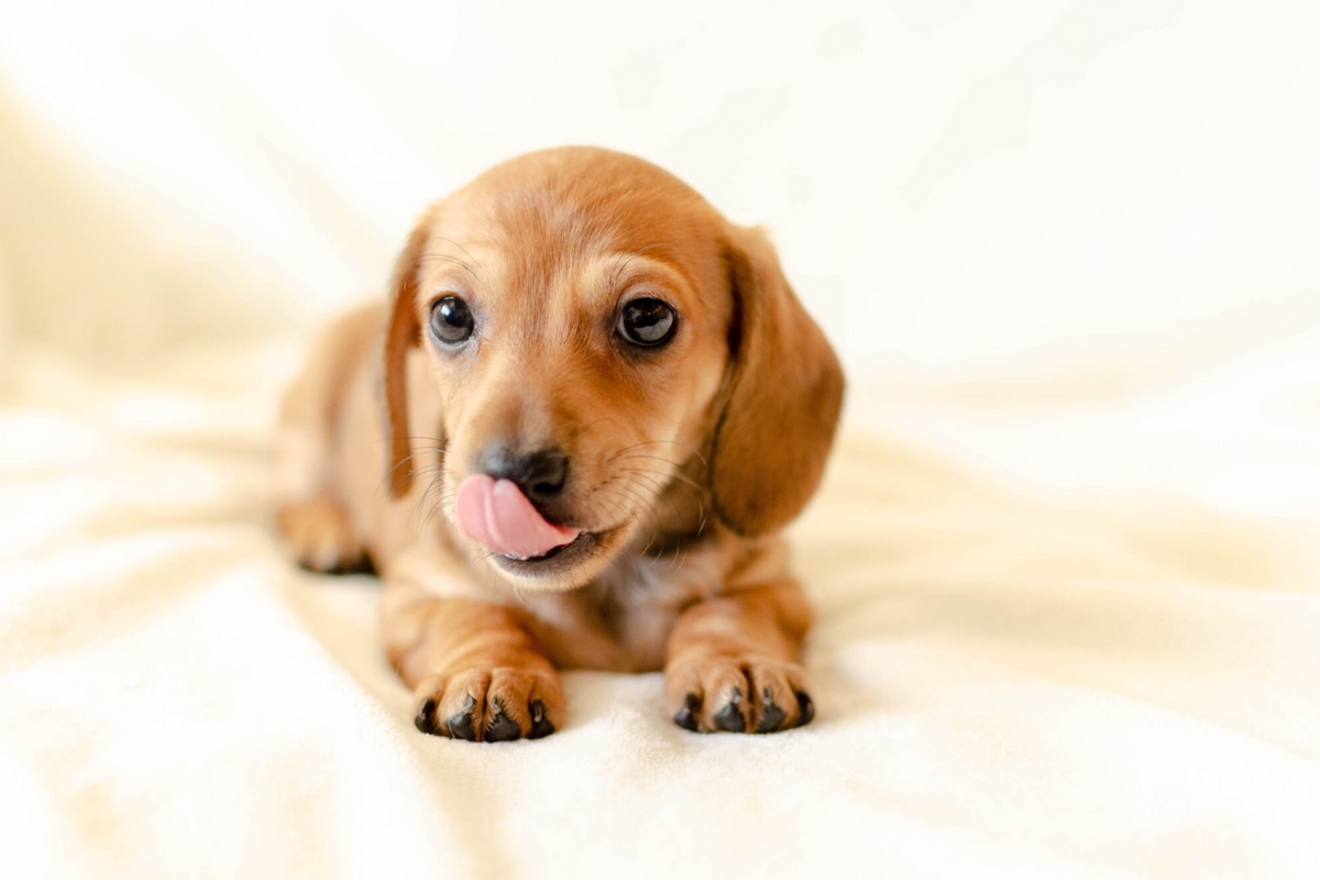 Why Do Dogs Lick You?