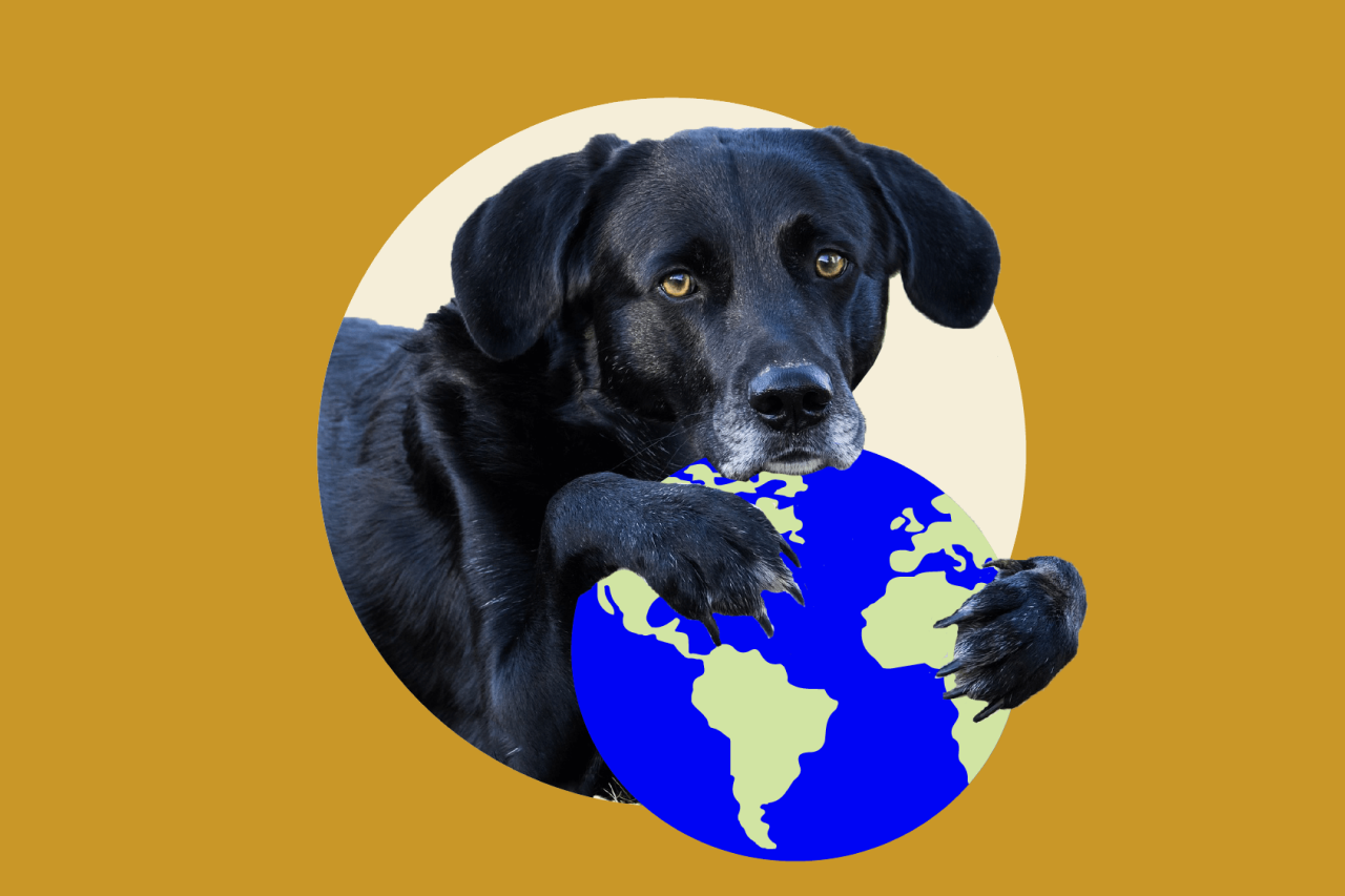 Wild Earth: Good for Your Dog - Good for the Planet