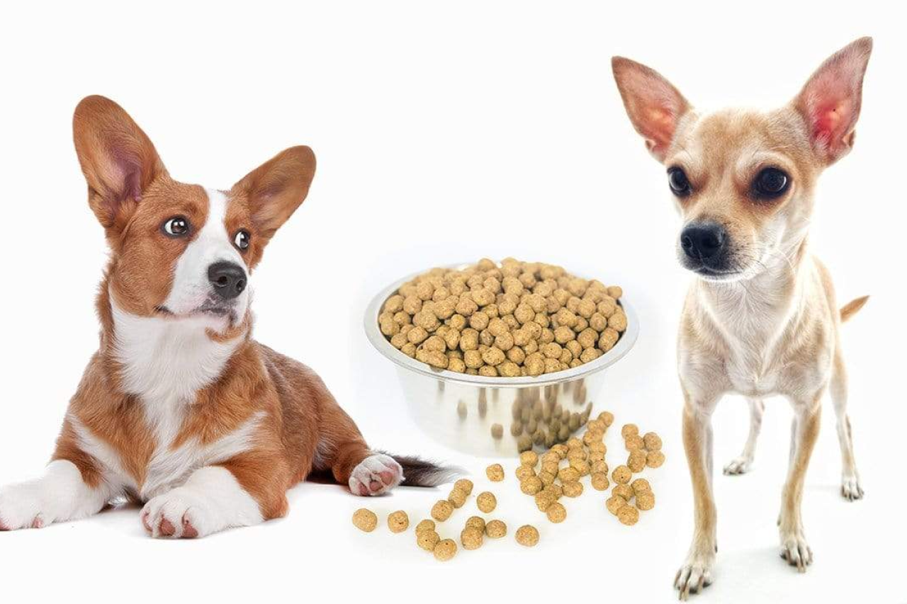 Yeast: The Protein Powering Your Pup