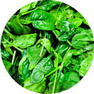 Close-up of fresh green spinach leaves