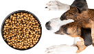 Dogs