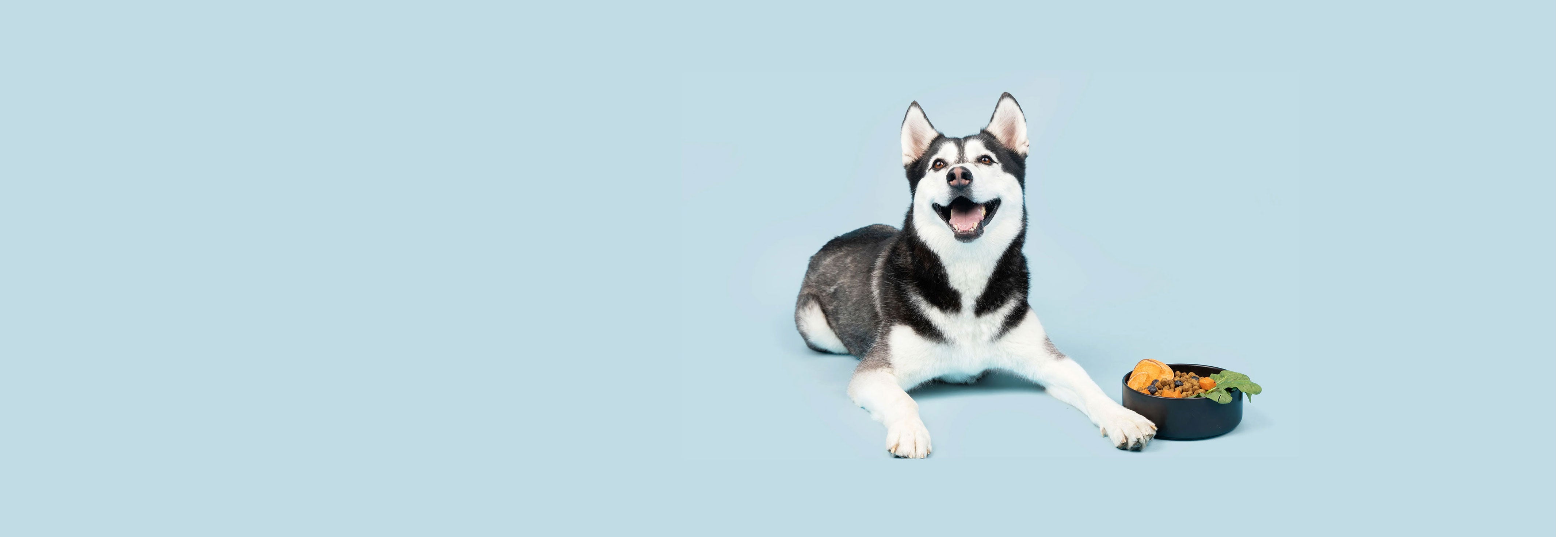 Husky dog with a bowl of food on a light blue background