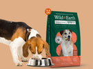 Dog eating Wild Earth Maintenance Formula vegan dog food.