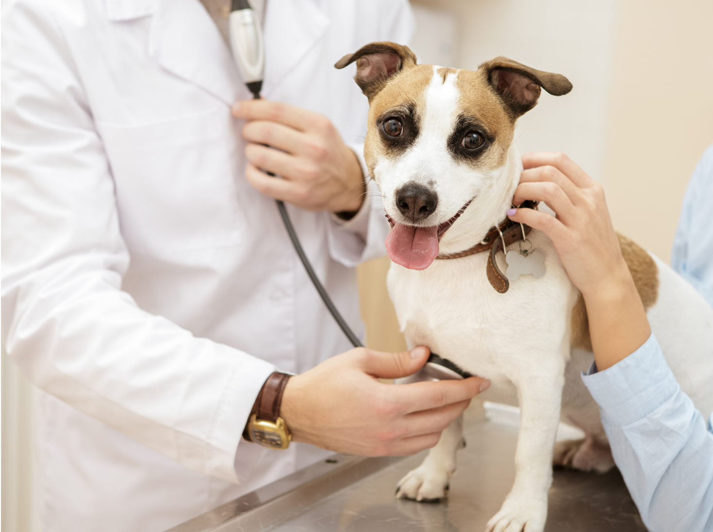 Vet and Dog