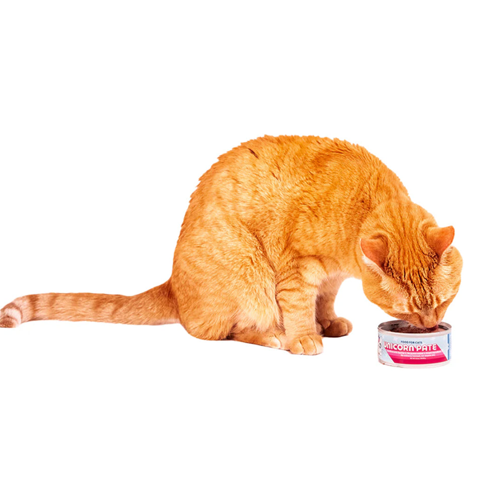 Orange cat eating Wild Earth's Unicorn Pate can.