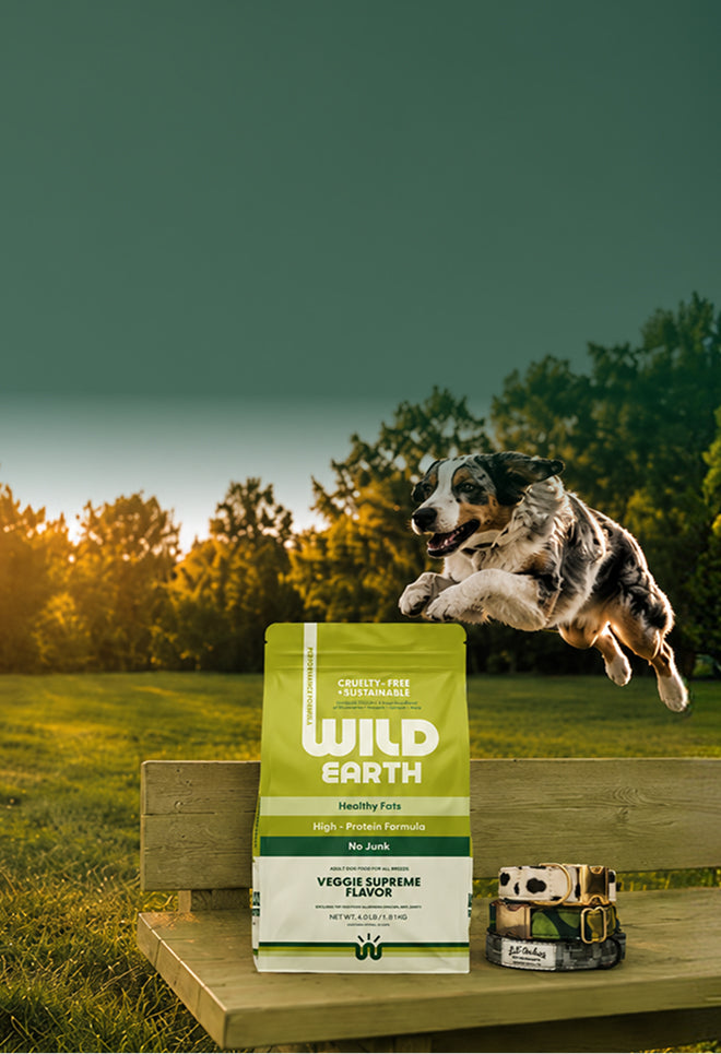 Go Wild for