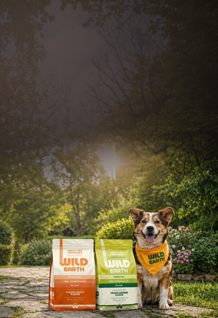 Vegan Dog Food,
