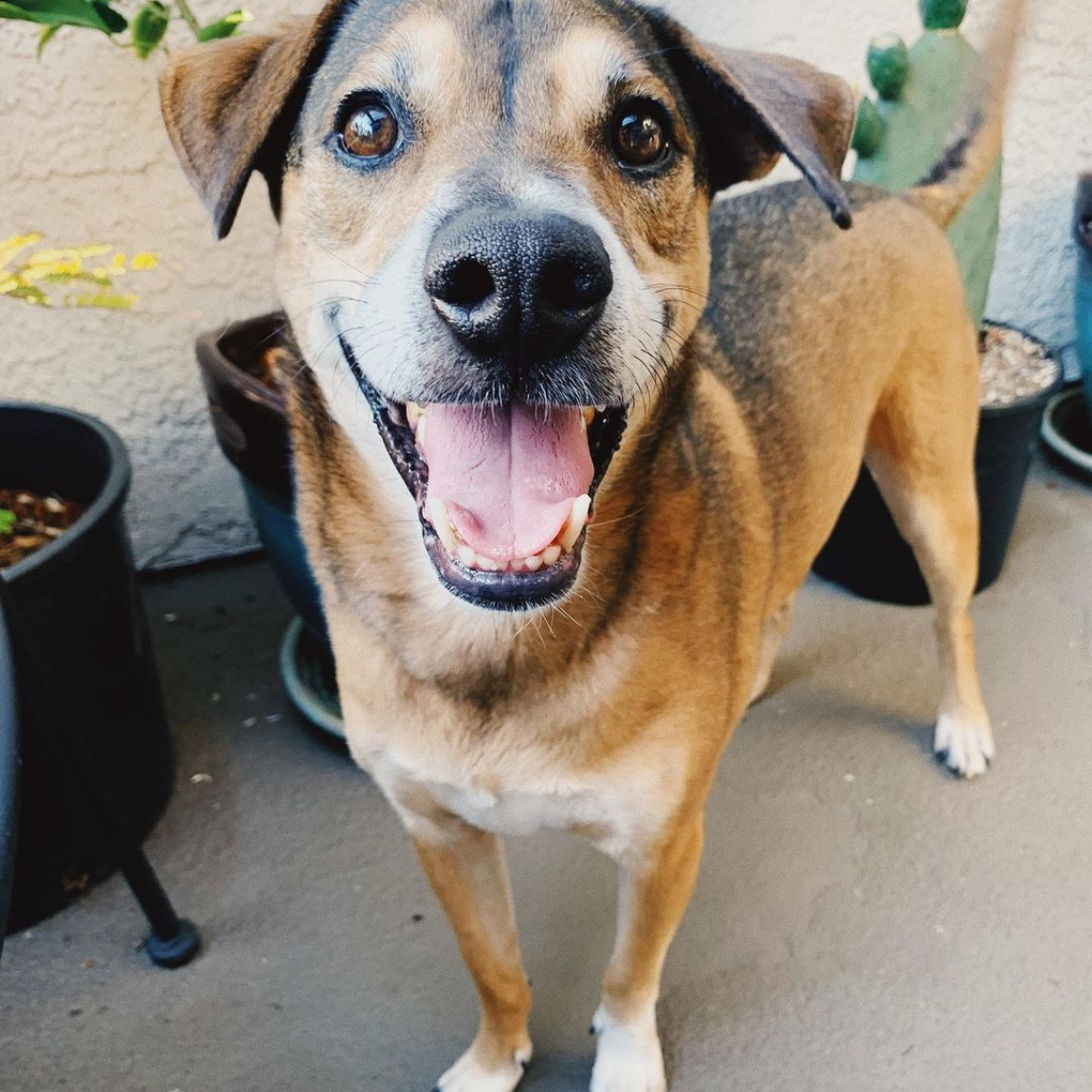 Benadryl For Dogs Dosage Benefits Side Effects sitename Wild Earth