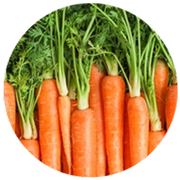Bunch of fresh carrots with green tops.