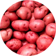 Close-up of red potatoes .