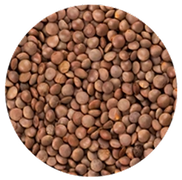 Close-up of brown lentils.