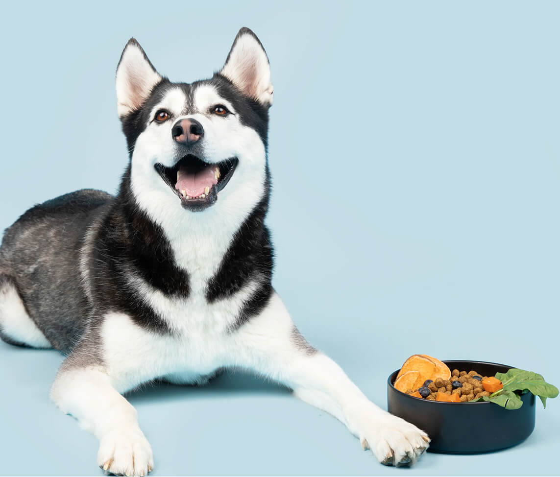 Happy dog lying next to a bowl of food on a light blue background