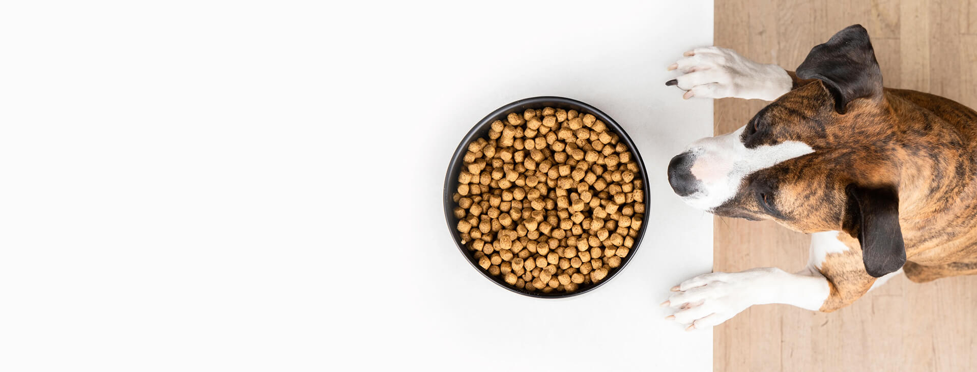 Dog eagerly reaching for a bowl of kibble on a white table top.