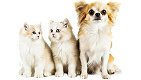 All