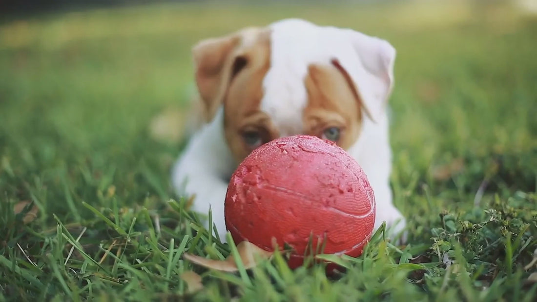 Wild Earth Pet Food