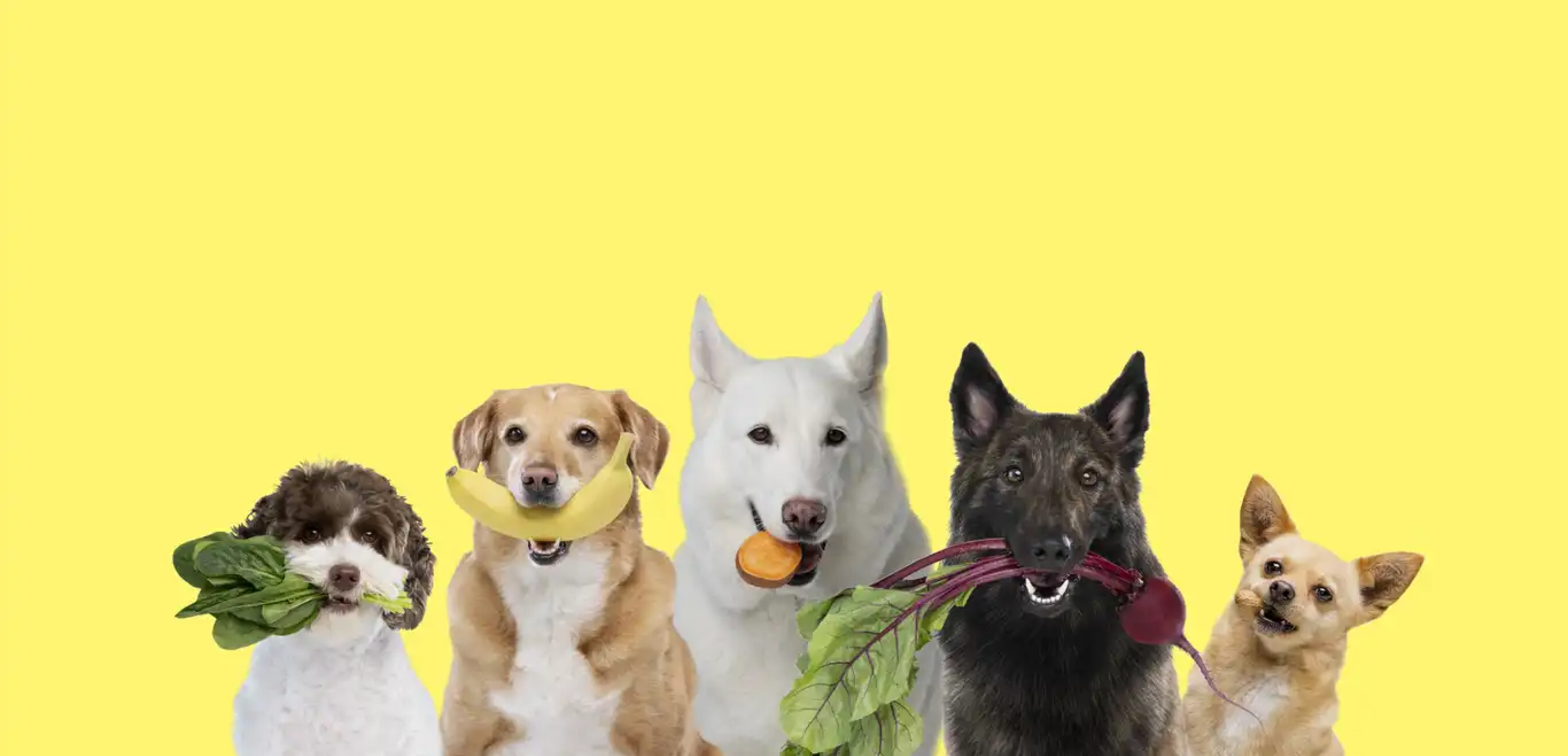 Wild earth shark deals tank